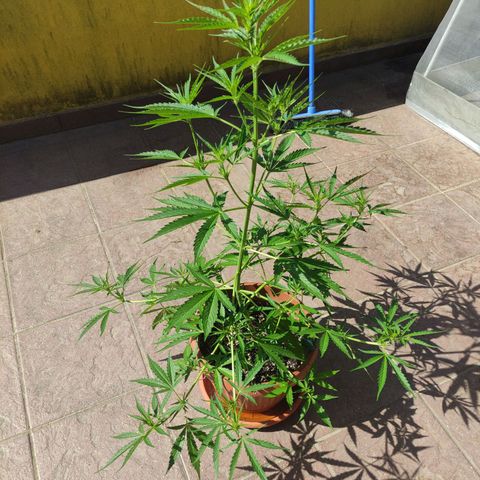Sunset Sherbet growlog timeline photo