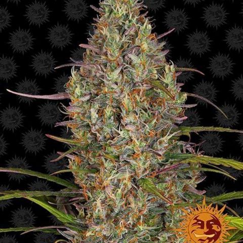 Glue Gelato Auto #1 growlog photo