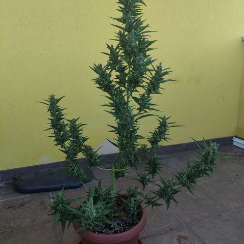 Runtz Auto growlog timeline photo