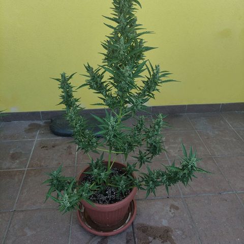 Runtz Auto growlog timeline photo