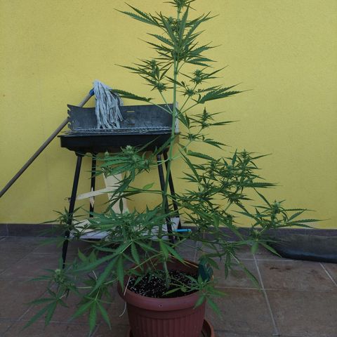 Sunset Sherbet growlog timeline photo