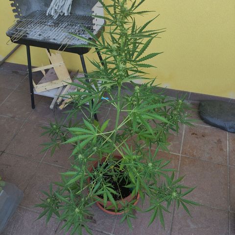 Sunset Sherbet growlog timeline photo