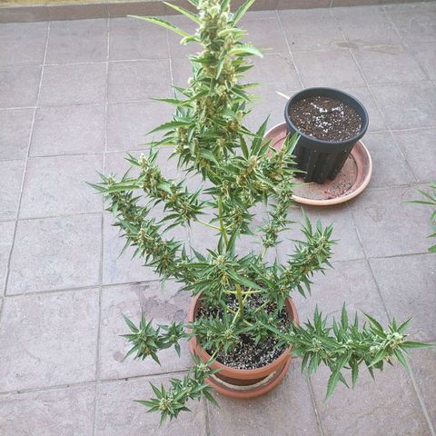 Runtz Auto growlog timeline photo