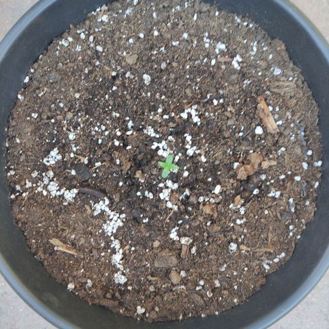 Glue Gelato Auto #1 growlog photo