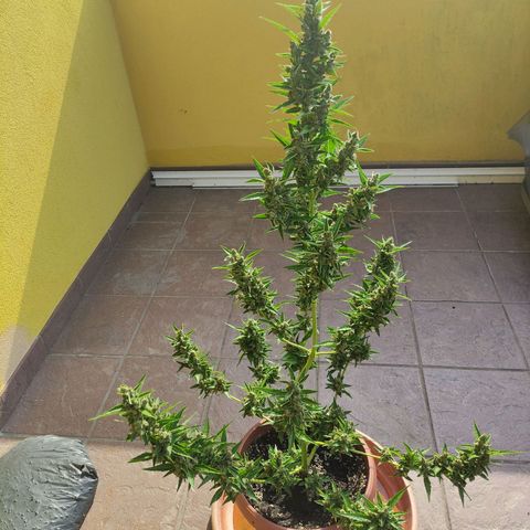 Runtz Auto growlog timeline photo