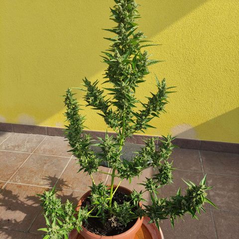 Runtz Auto growlog timeline photo