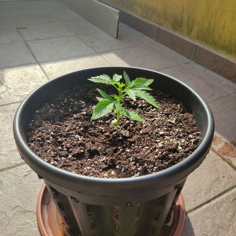 Glue Gelato Auto #1 growlog timeline photo