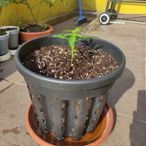 Glue Gelato Auto #1 growlog timeline photo