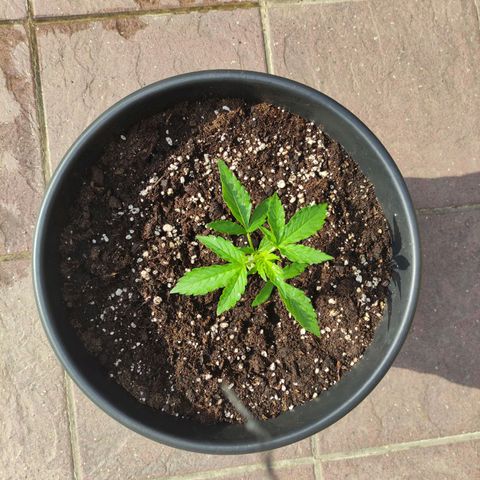 Glue Gelato Auto #1 growlog timeline photo