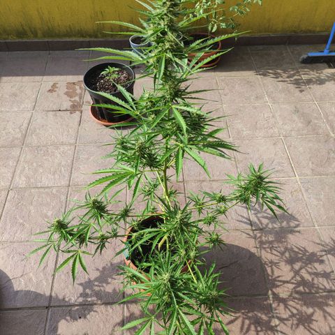 Sunset Sherbet growlog timeline photo