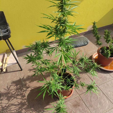 Sunset Sherbet growlog timeline photo