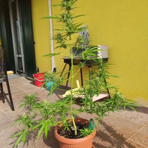 Sunset Sherbet growlog timeline photo