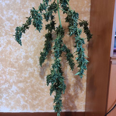 Runtz Auto growlog timeline photo