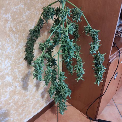Runtz Auto growlog timeline photo