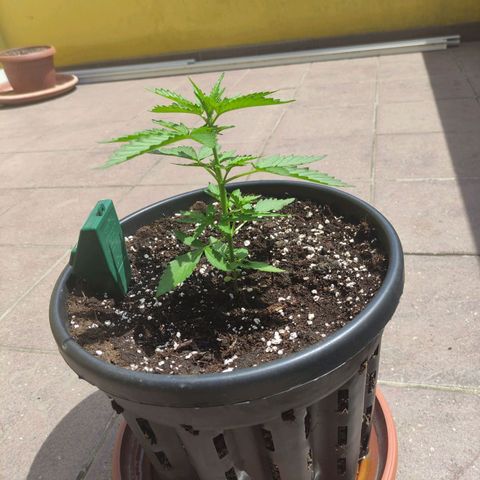 Glue Gelato Auto #1 growlog photo