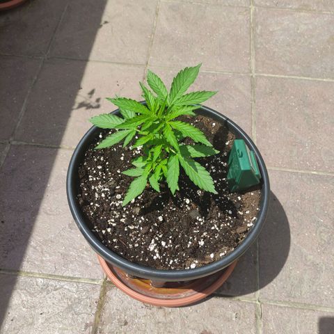 Glue Gelato Auto #1 growlog photo