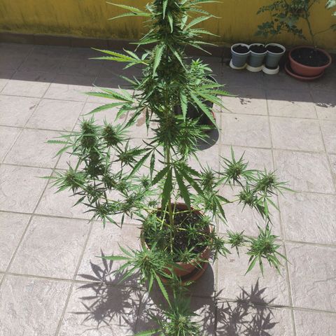 Sunset Sherbet growlog timeline photo