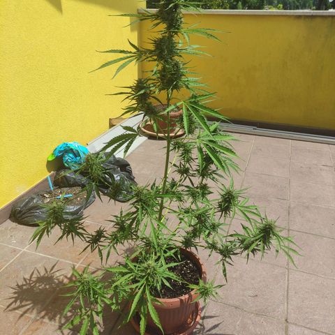 Sunset Sherbet growlog timeline photo