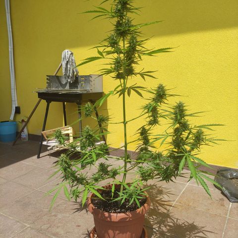 Sunset Sherbet growlog timeline photo