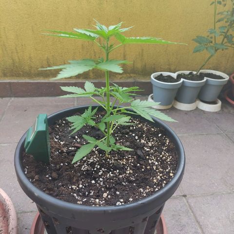 Glue Gelato Auto #1 growlog timeline photo