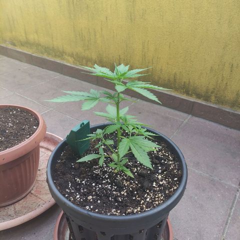 Glue Gelato Auto #1 growlog timeline photo