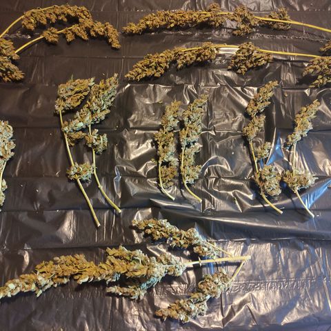 Runtz Auto growlog timeline photo