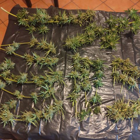 Glue Gelato Auto #1 growlog timeline photo