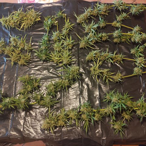 Glue Gelato Auto #1 growlog timeline photo