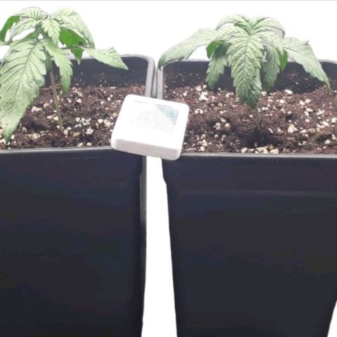 Jucy Lucy growlog timeline photo