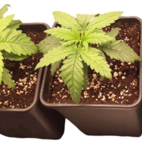Jucy Lucy growlog timeline photo