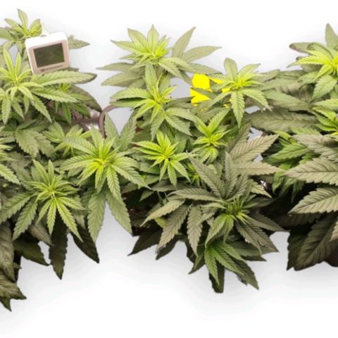 Jucy Lucy growlog timeline photo