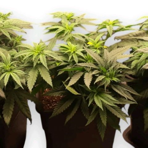 Jucy Lucy growlog timeline photo