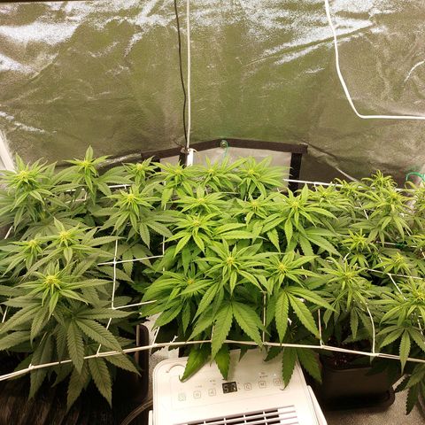 Jucy Lucy growlog timeline photo