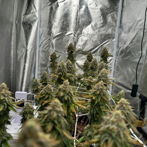 Jucy Lucy growlog photo: Erntetag