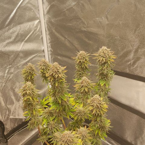 Jucy Lucy growlog photo: Erntetag