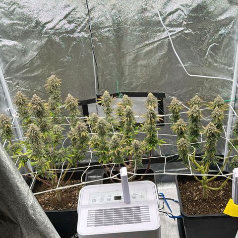 Jucy Lucy growlog photo: Erntetag