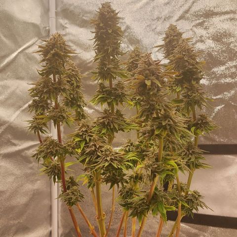 Jucy Lucy growlog photo: Erntetag