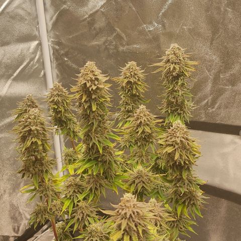 Jucy Lucy growlog photo: Erntetag