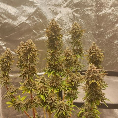 Jucy Lucy growlog photo: Erntetag