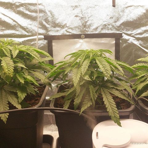LCGelato - BlueberryOG growlog photo: Day 45