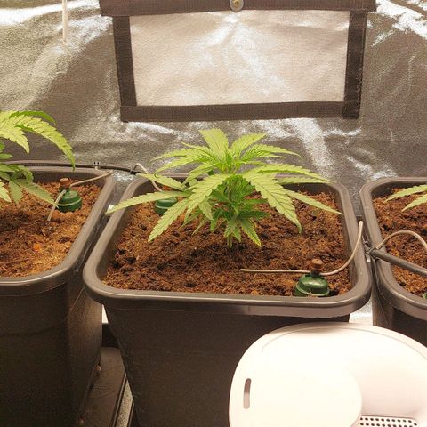 LCGelato - BlueberryOG growlog timeline photo