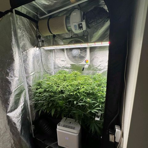 LCGelato - BlueberryOG growlog timeline photo