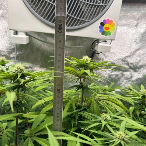 LCGelato - BlueberryOG growlog timeline photo