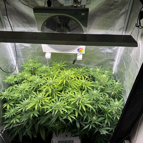 LCGelato - BlueberryOG growlog timeline photo