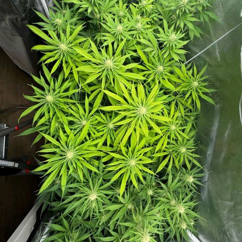 LCGelato - BlueberryOG growlog timeline photo