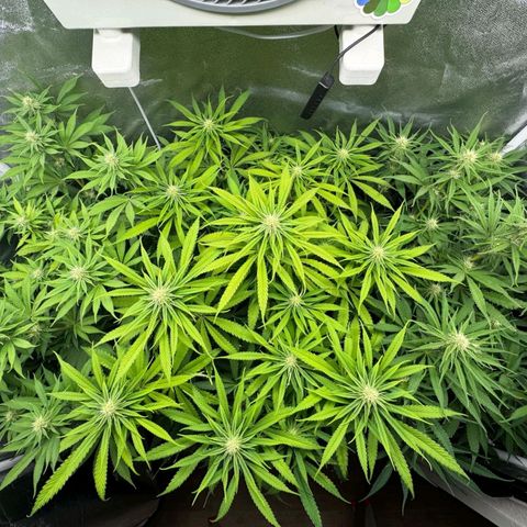 LCGelato - BlueberryOG growlog timeline photo