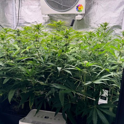 LCGelato - BlueberryOG growlog timeline photo