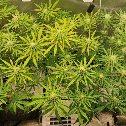 LCGelato - BlueberryOG growlog photo: Day 25
