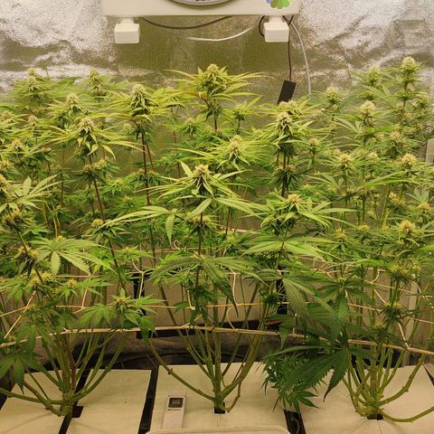 LCGelato - BlueberryOG growlog photo: Day 25