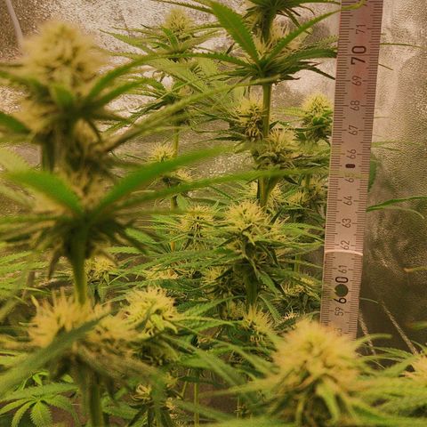 LCGelato - BlueberryOG growlog photo: Day 25